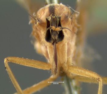 Media type: image;   Entomology 1122 Aspect: head frontal view